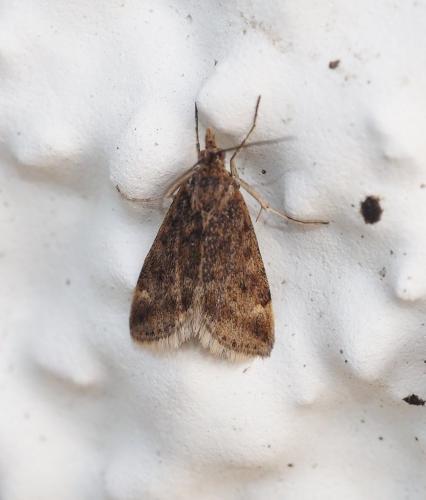 Pyrausta despicata